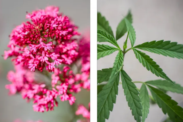 Baldrian vs. CBD – Schlafstörungen und Unruhe verbessern Baldrian vs. CBD – Schlafstörungen und Unruhe verbessern