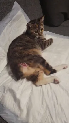 Eine Heldin namens Adelka Eine Heldin namens Adelka