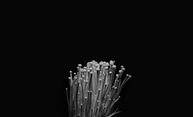 Enoki - Flammulina velutipes, der Gemeine Samtfußrübling Enoki - Flammulina velutipes, der Gemeine Samtfußrübling