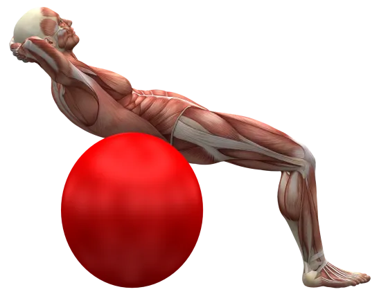 Gesundheit des Bewegungsapparates Gesundheit des Bewegungsapparates