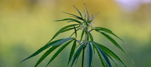 Kann Hanf, bzw. CBD zur Entgiftung verwendet werden? Kann Hanf, bzw. CBD zur Entgiftung verwendet werden?