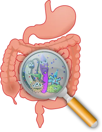 Laktobazillen - Wichtig für unsere Darm Gesundheit Laktobazillen - Wichtig für unsere Darm Gesundheit