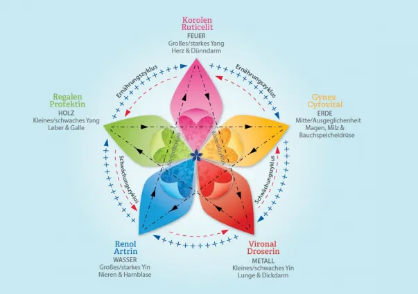 Regeneration im Pentagramm Regeneration im Pentagramm