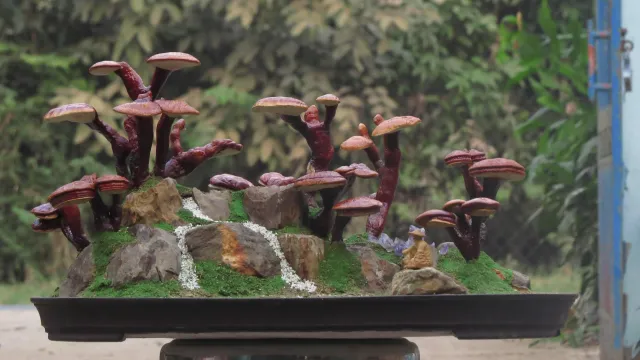 Reishi - Ganoderma lucidum, der Glänzende Lackporling Reishi - Ganoderma lucidum, der Glänzende Lackporling